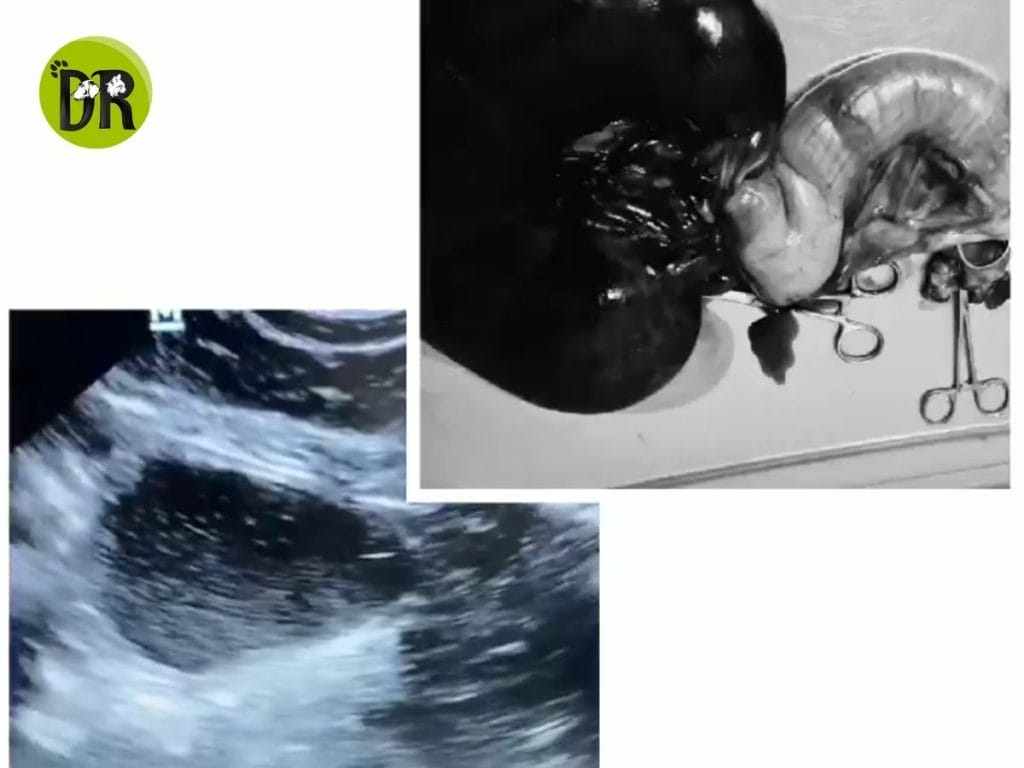 مخاطر تزاوج الكلاب أثناء الحمل.. ما لا يخبرك به أحد! 1 تزاوج الكلاب أثناء الحمل 1 1