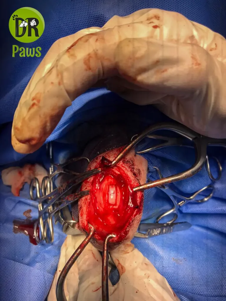 Patellar luxation-Trochlear Block Resection 1 IMG 20210121 WA0072