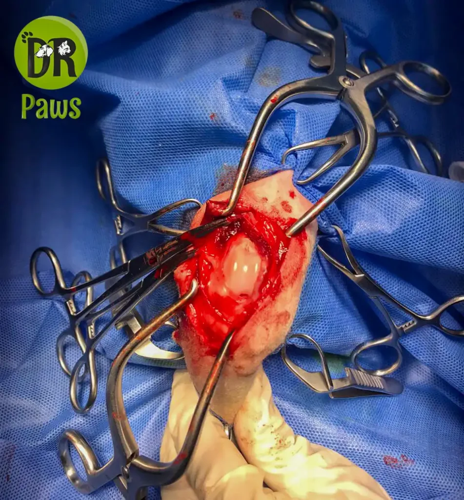 Patellar luxation-Trochlear Block Resection 2 IMG 20210121 WA0083