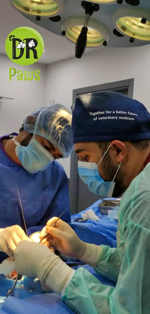 Patellar luxation-Trochlear Block Resection 3 IMG 20210207 WA0018