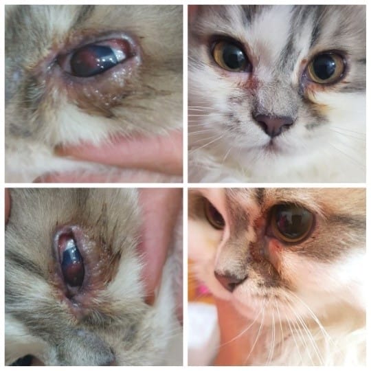 Keratoconjunctivitis sicca 8 kjn 1