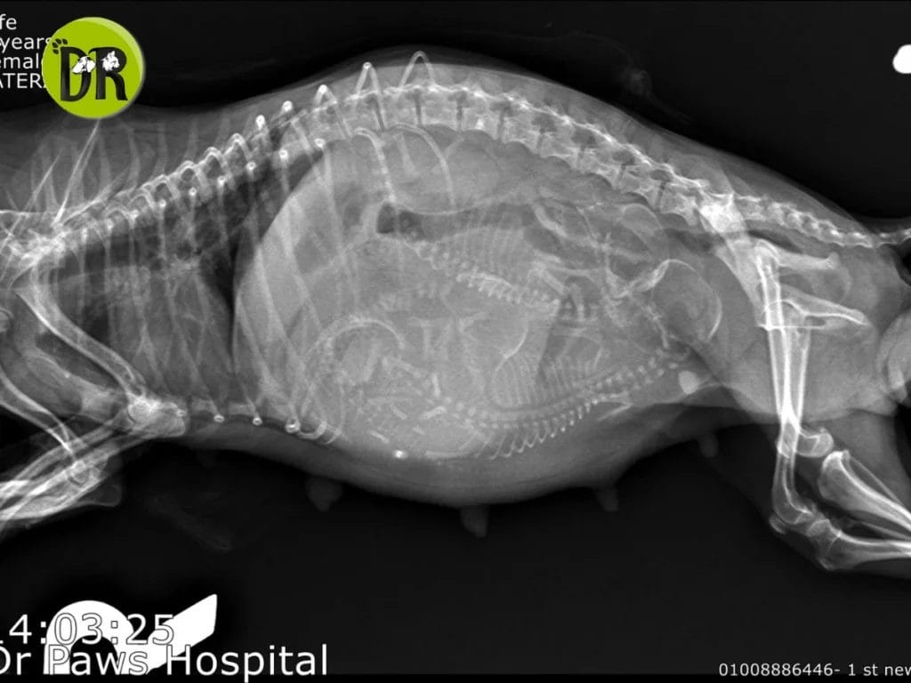 اكتشف خدمات الوقائية والتجميلية للحيوانات في التجمع الأول 1 خدمات الوقائية والتجميلية للحيوانات في التجمع الأول