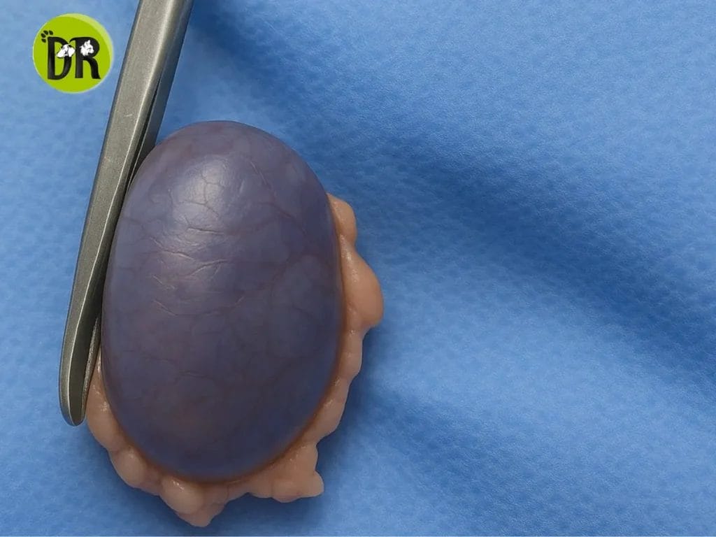 عمليات جراحية بيطرية في الشيخ زايد: هل تبحث عن الأفضل؟ 2 عمليات جراحية بيطرية في الشيخ زايد 1 1