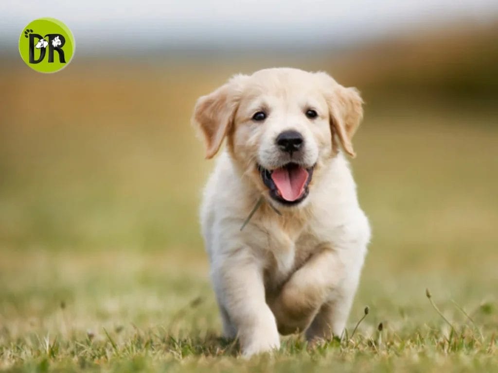 طرق بسيطة للعناية اليومية بالكلاب الصغيرة لضمان صحتها وسعادتها.