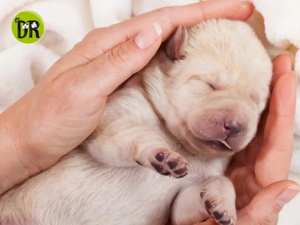 رعاية جرو صغير حديث الولادة بحنان واهتمام.