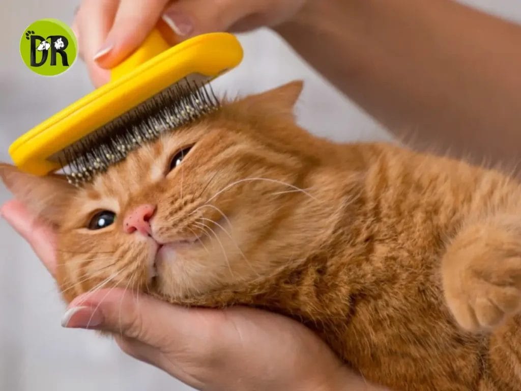 نصائح أساسية للعناية اليومية بصحة ونظافة قطتك.