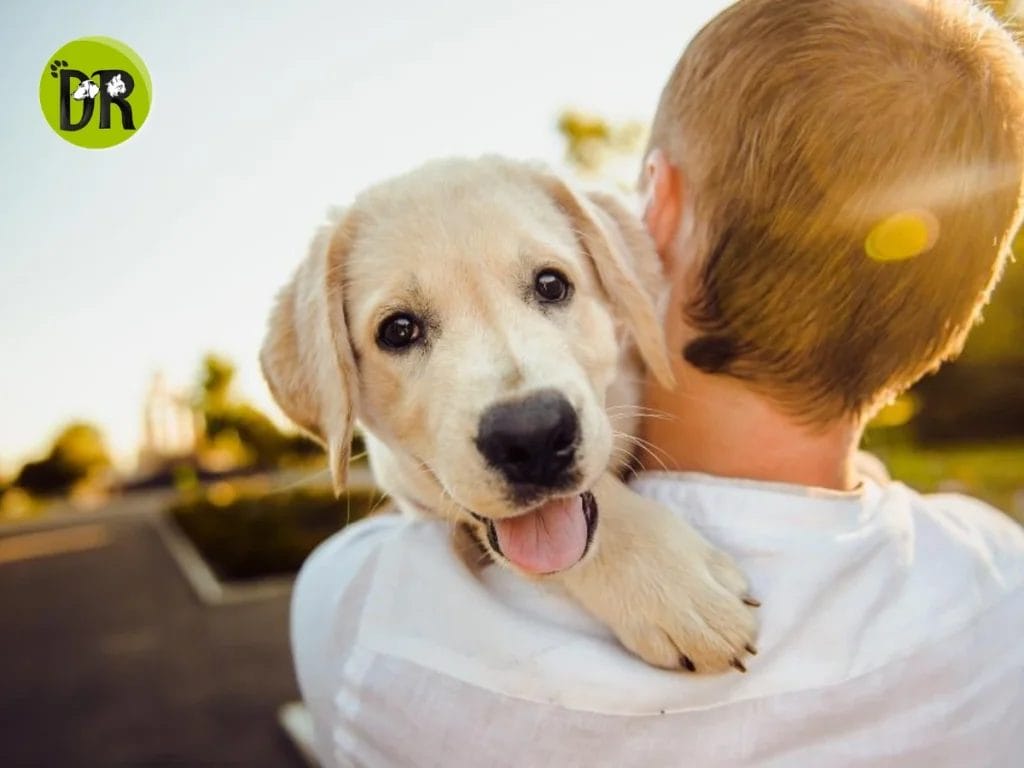 العناية بكلبك 2