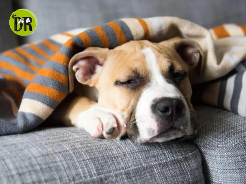 علاج العطس عند الكلاب 1