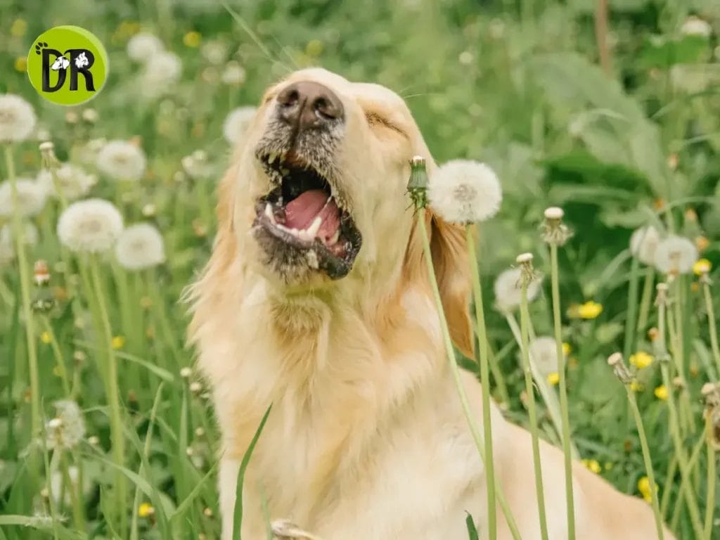 كلب يعاني من العطس المستمر ويحتاج إلى علاج مناسب.