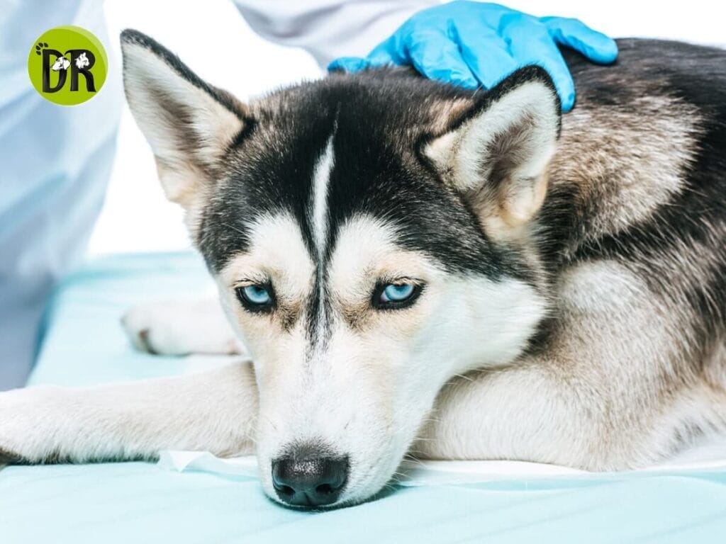 علاج كسر الحوض عند الكلاب يتطلب رعاية طبية وعناية خاصة لضمان تعافيها بشكل صحيح.