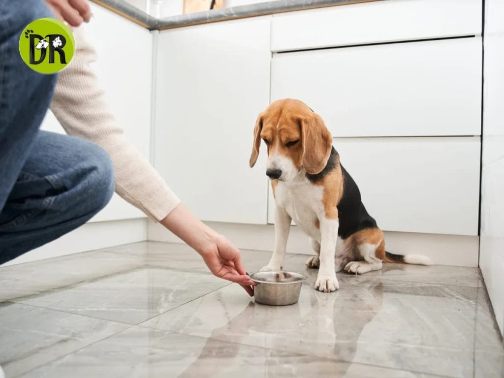 لماذا الكلب لا يريد الاكل 1