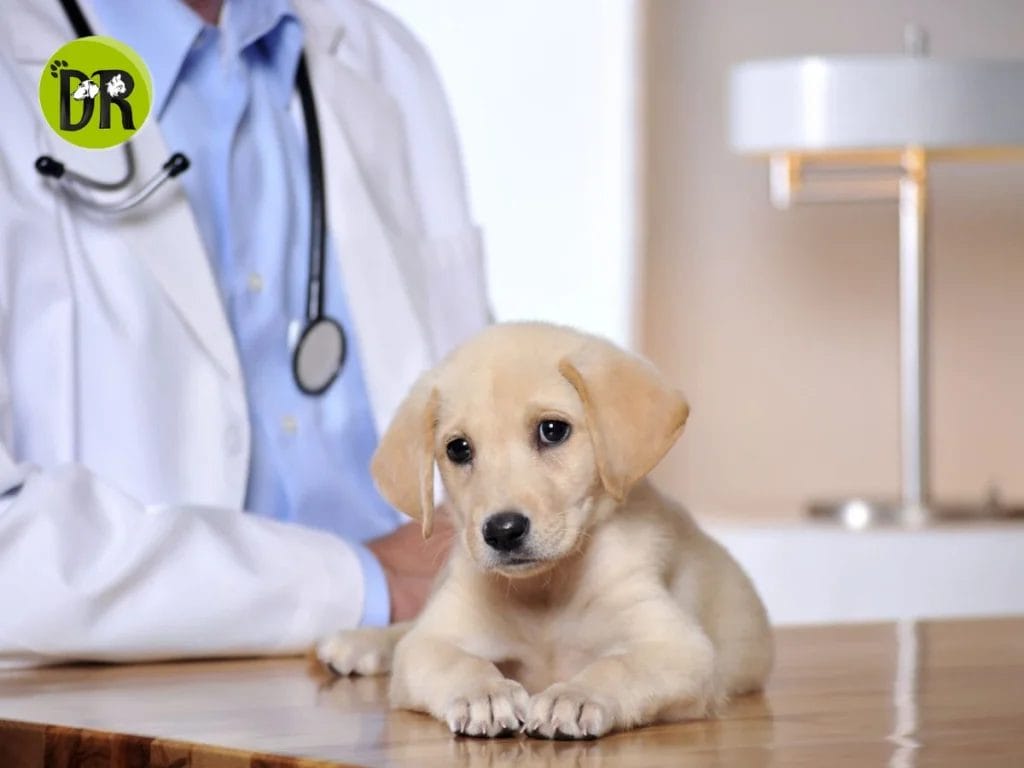 طبيب بيطري مختص بعلاج ورعاية الكلاب والقطط.