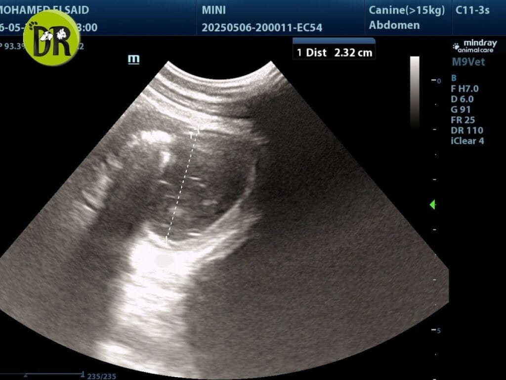 Mini Ultrasound image