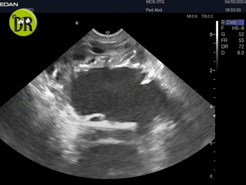 Orchidectomy 1
