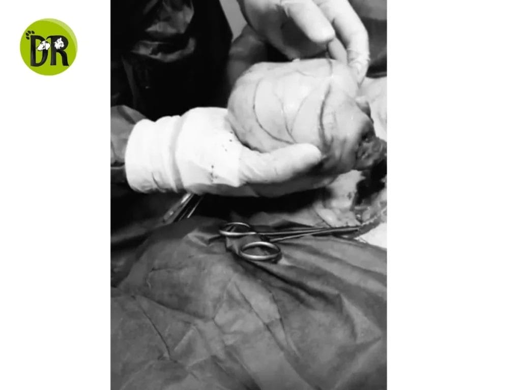 Orchidectomy1