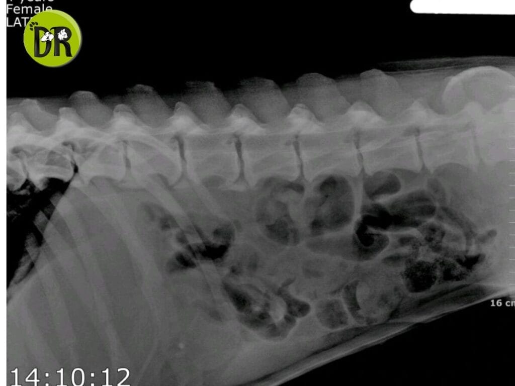 Xray