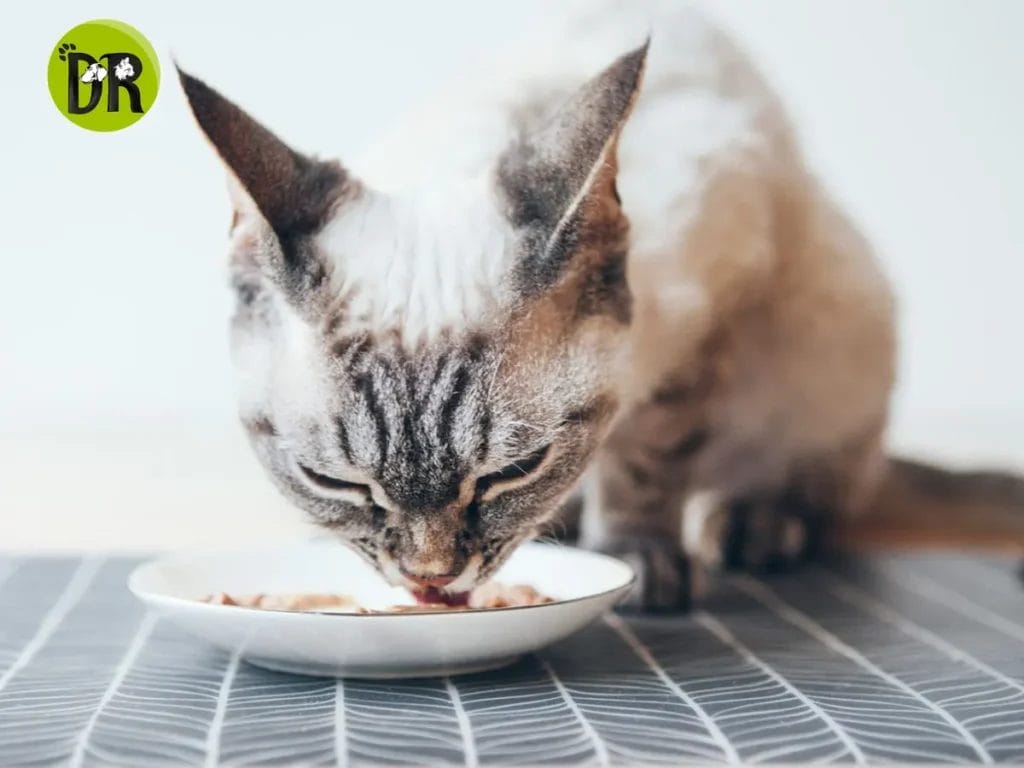 هل يساعد الحليب في علاج تسمم القطط أم يسبب مخاطر أكبر لصحتها؟