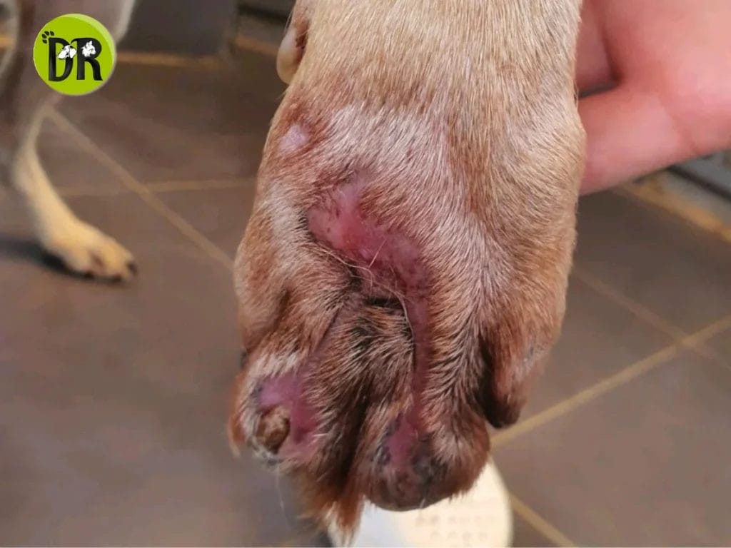 أشعة سينية للحيوانات التجمع الأول X ray 1