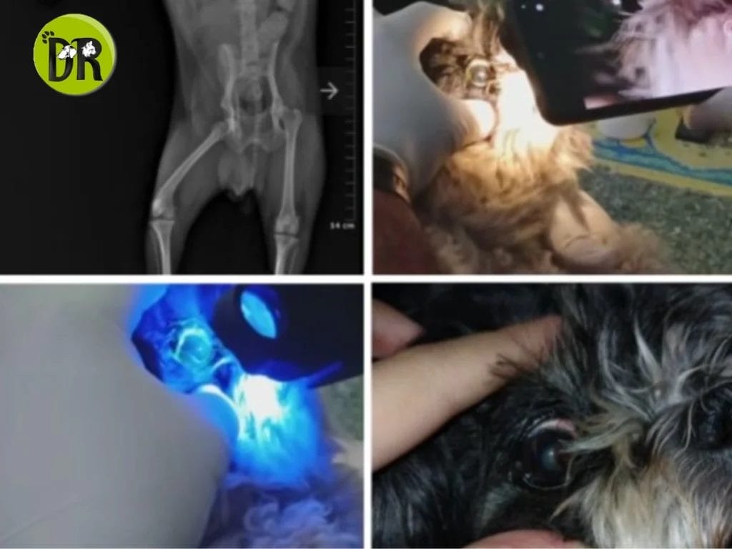 إسعافات أولية للحيوانات التجمع الأول 1 1