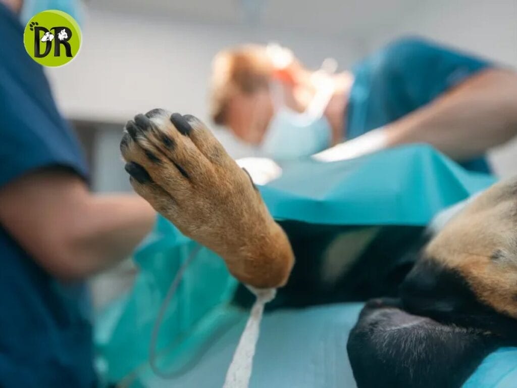 إسعافات أولية للحيوانات الرحاب داخل عيادة بيطرية مجهزة لاستقبال الطوارئ وحالات عاجلة مع خدمة طبيب بيطري منزلي.