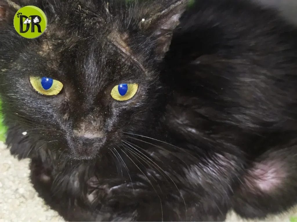 إسعافات أولية للحيوانات الرحاب