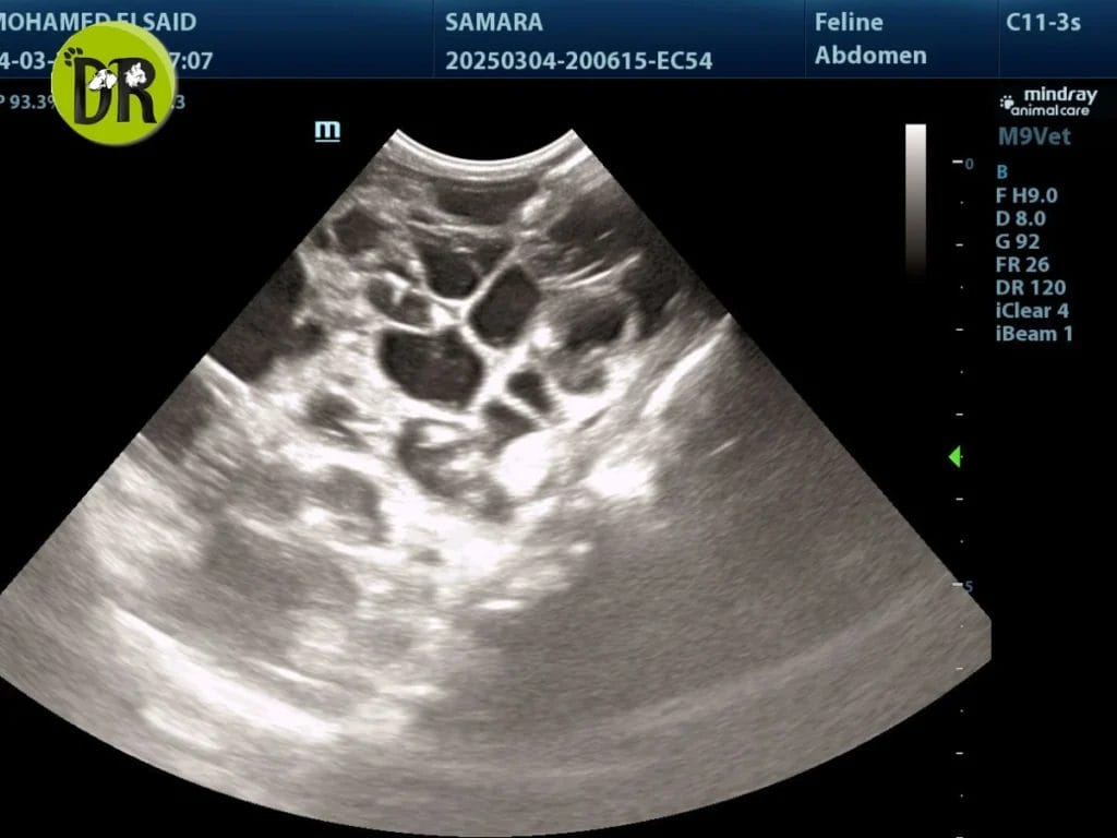 إنقاذ الحيوانات المصابة
