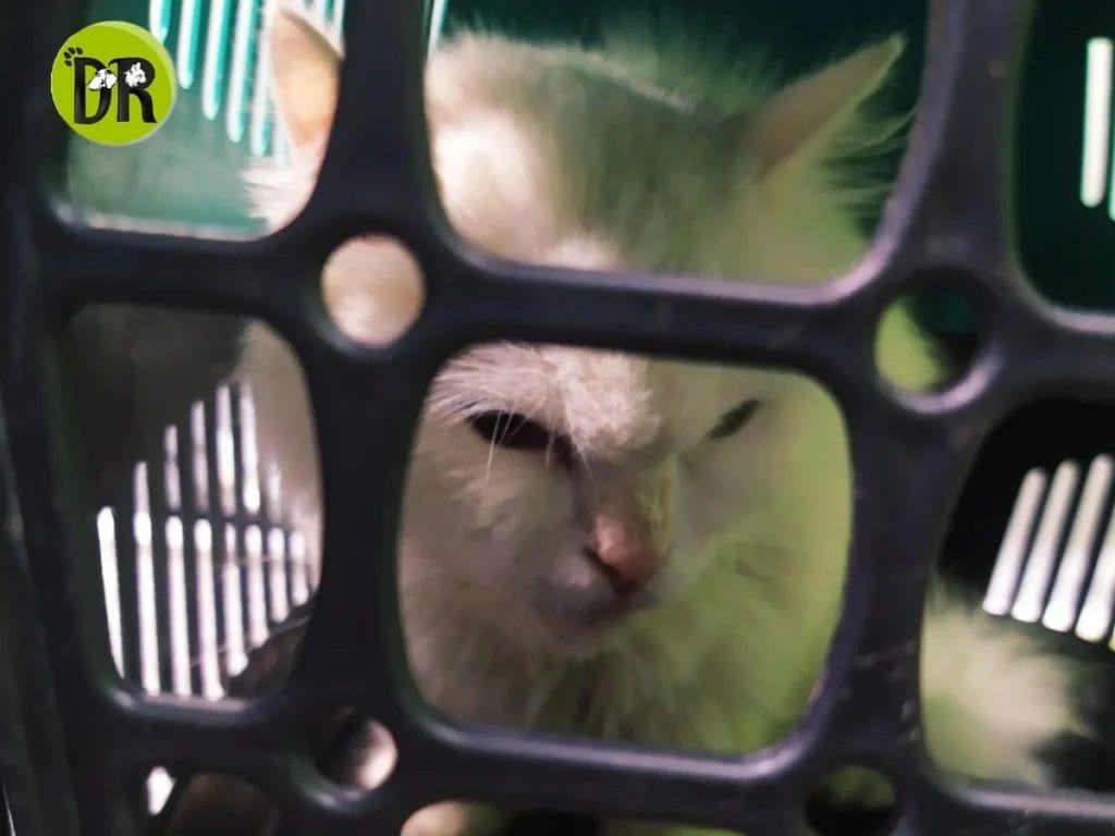 الإمساك عند القطط