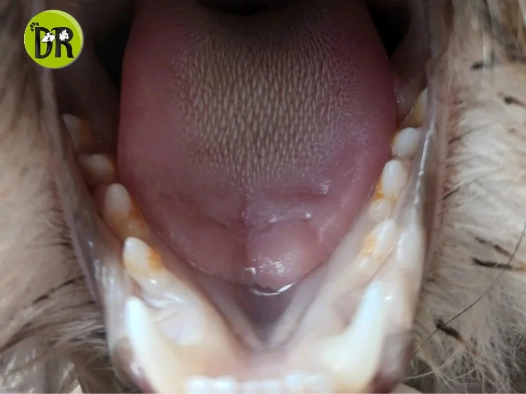 المستشفيات البيطرية في الشيخ زايد 1