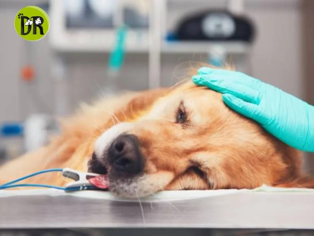 عمليات جراحية بيطرية متخصصة لعلاج ورعاية الحيوانات في التجمع الأول.