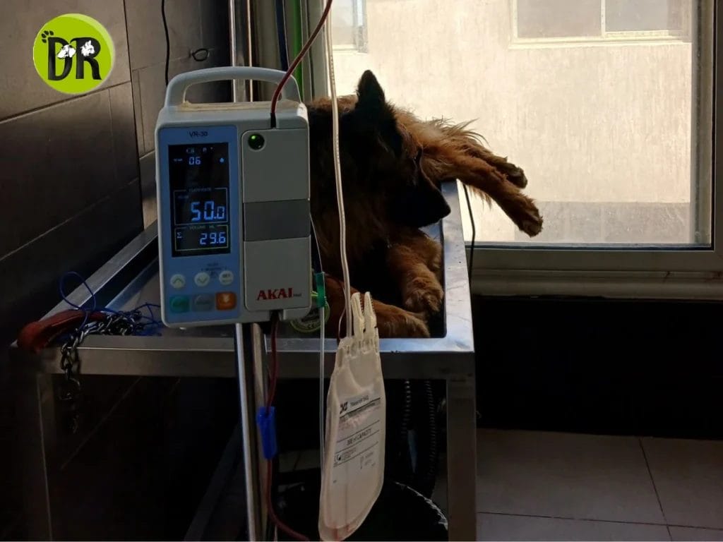 عيادة بيطرية 24 ساعة التجمع الخامس 1