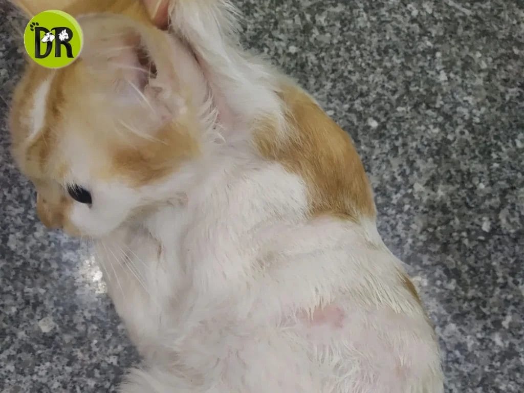 نزول دم من القط الذكر