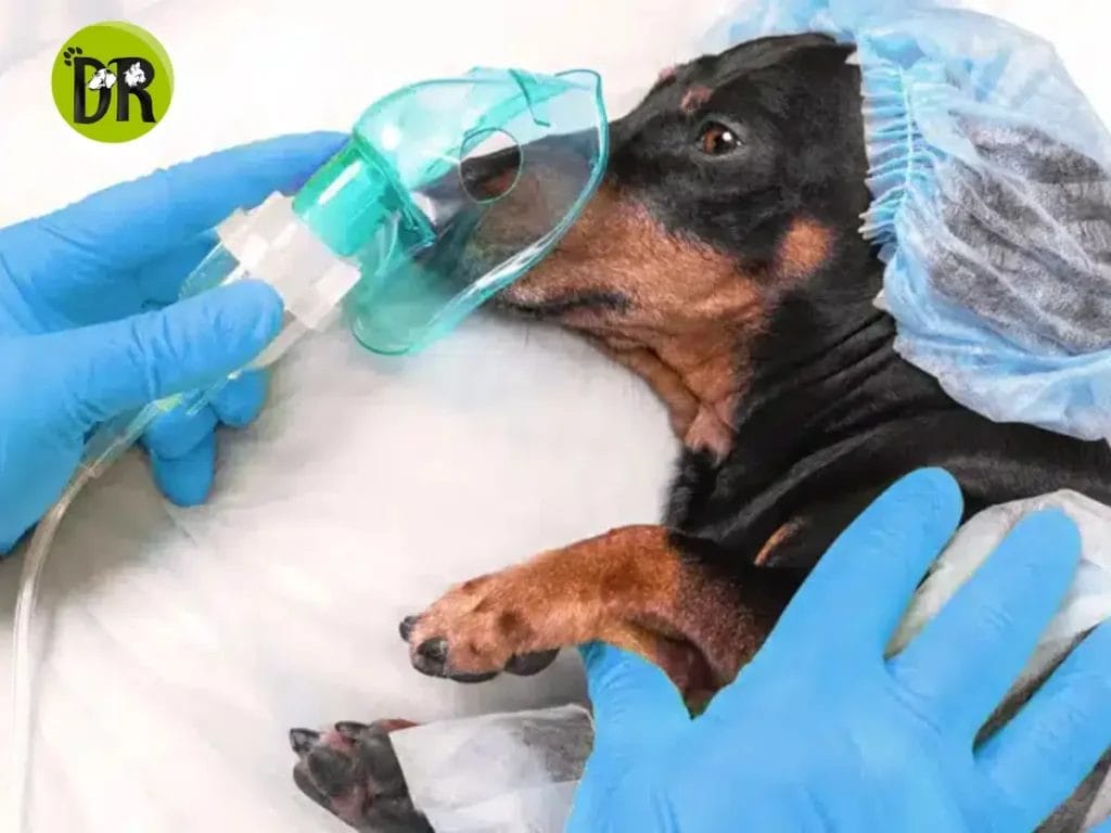 طبيب بيطري يعالج حيوانًا