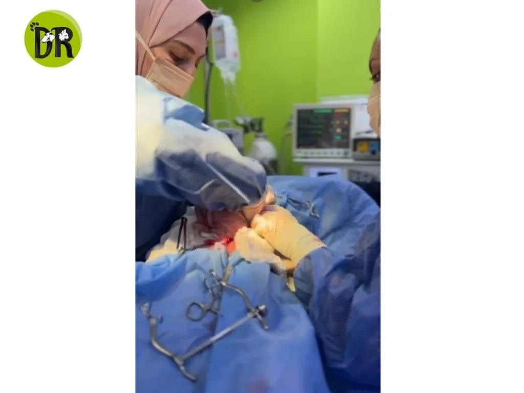 خدمة طبيب بيطري منزلي الرحاب 1