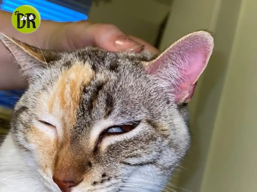 أذن القط تبدو حارة؛ أسباب الحرارة وكيفية التعامل معها.