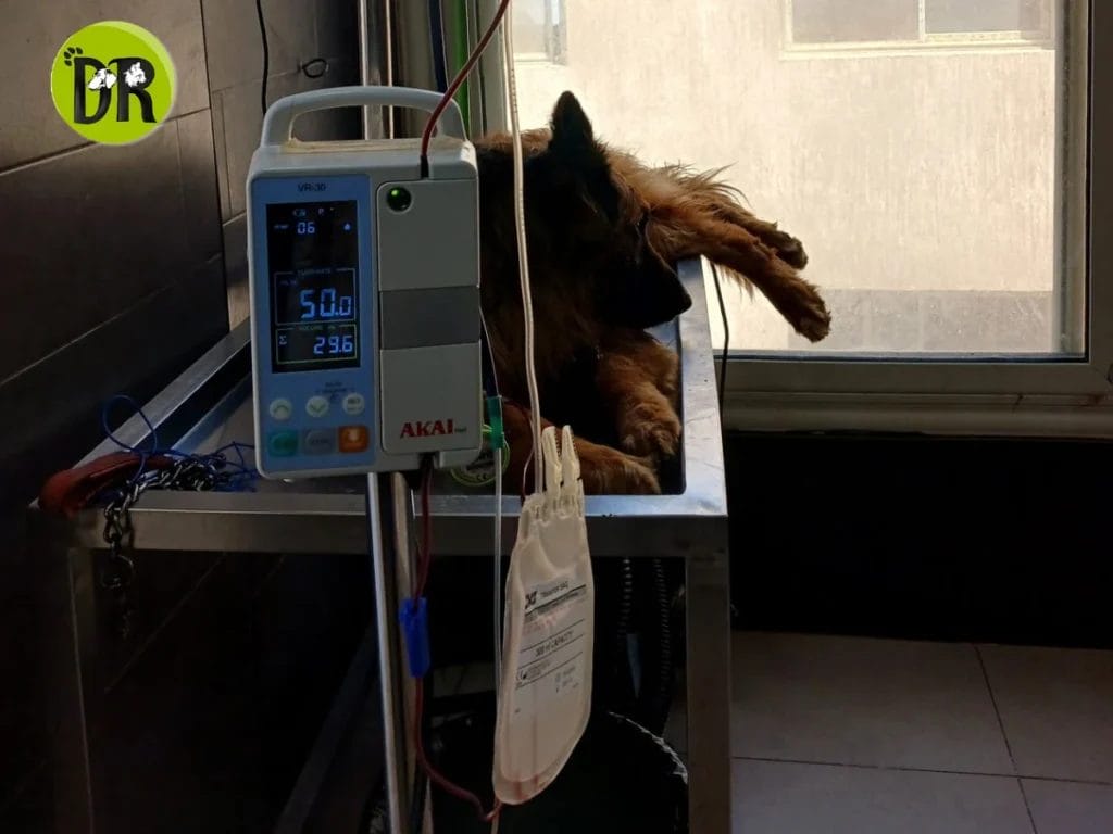 القراد في الكلاب 1