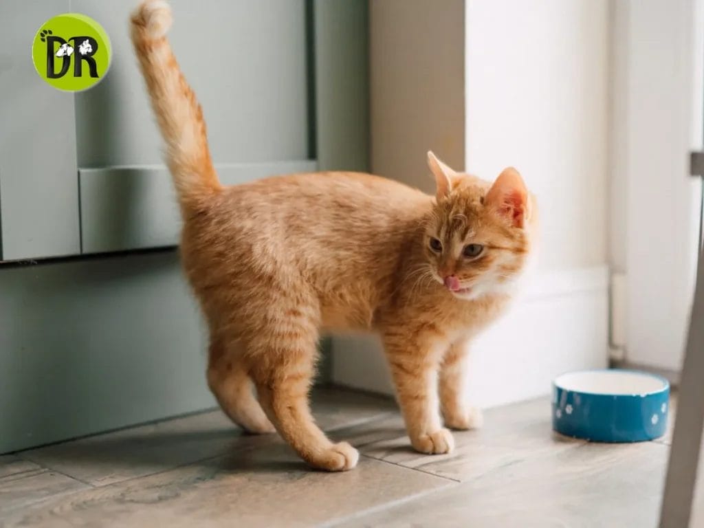 أسباب وعلاج رش البول عند القطط والسلوكيات المرتبطة به.