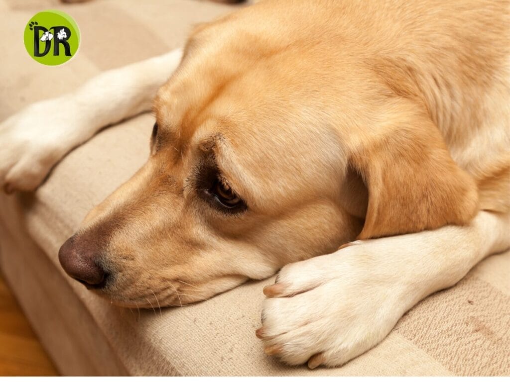 خمول الكلاب علامة على مشكلة صحية أو مرض داخلي