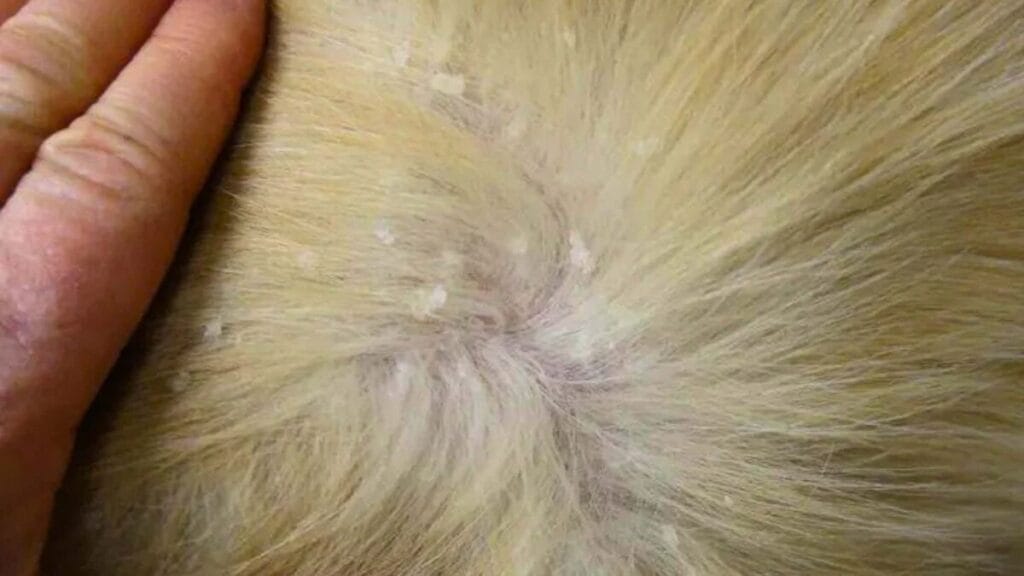 أسباب قشرة شعر القطط