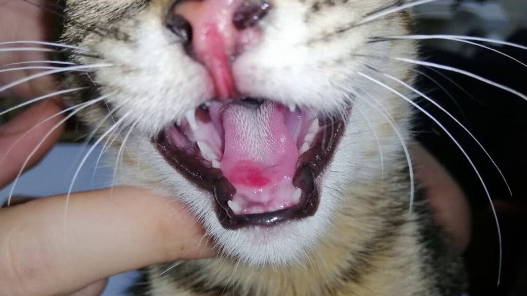 توضح الصورة إصابة القطط بفيروس كاليسي، وهو مرض فيروسي معدٍ يصيب الجهاز التنفسي العلوي، وقد يسبب تقرحات مؤلمة في الفم، سيلان الأنف، العطس، ارتفاع الحرارة، وفقدان الشهية، مما يجعل العزل والعلاج البيطري السريع ضروريين للحد من انتشار العدوى وتقليل المضاعفات.